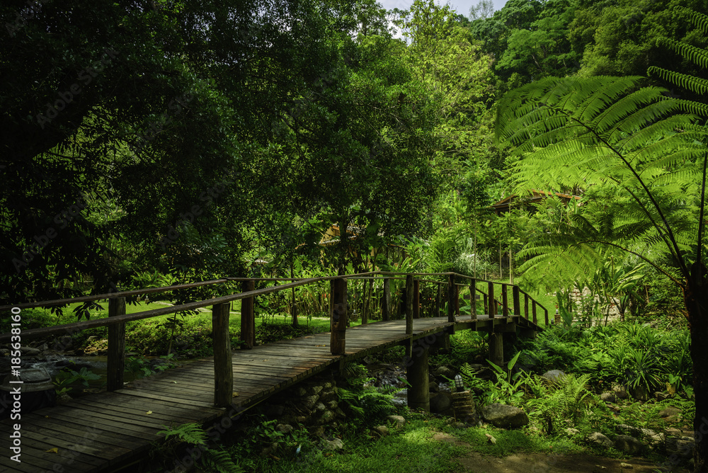 Wooden bridge over the rainforest in Southeast Asia Wooden bridge over the rainforest in Southeast Asia