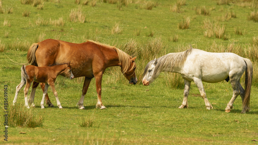 'A family of horses': Foal with two horses on a meadow 'A family of horses': Foal with two horses on a meadow