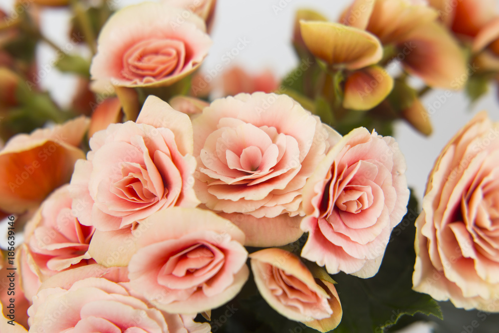 blooming begonia ,beautiful delicate flowers blooming begonia ,beautiful delicate flowers
