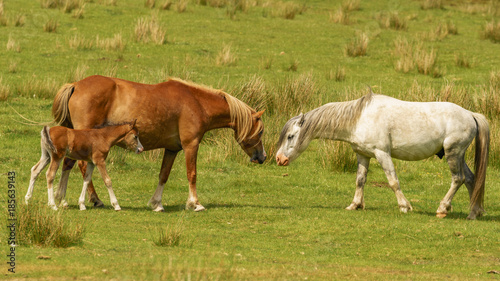 'A family of horses': Foal with two horses on a meadow