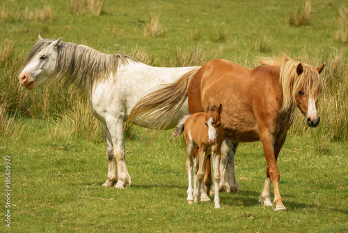 'A family of horses': Foal with two horses on a meadow