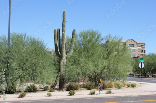 High-desert mountains in the north to subtropical desert lowlands in the south, Arizona presents a variety of discrete desert ecosystems, each providing habitat for numerous species of cacti. Cactus.