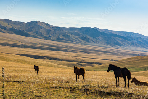 Horses in the background of the mountains of Kazakhstan. Mountains of Tien Shan, Zailiysky Alatau. Kazakhstan. Assy Plateau. photo