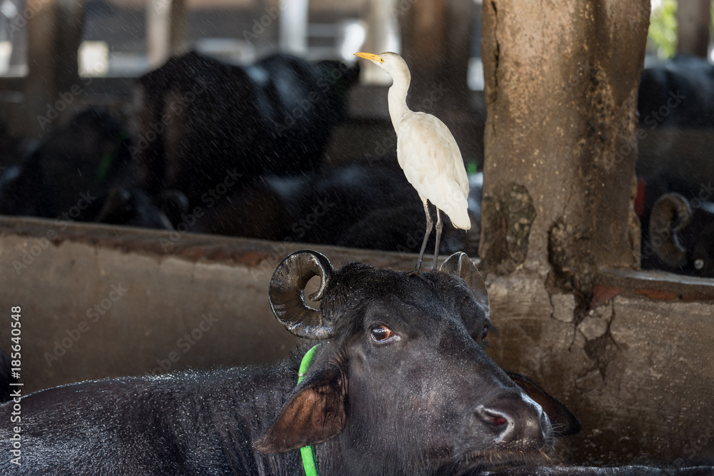 A great white heron and water buffalo in a milk and butter production plant in Mumbai, India. A great white heron and water buffalo in a milk and butter production plant in Mumbai, India.