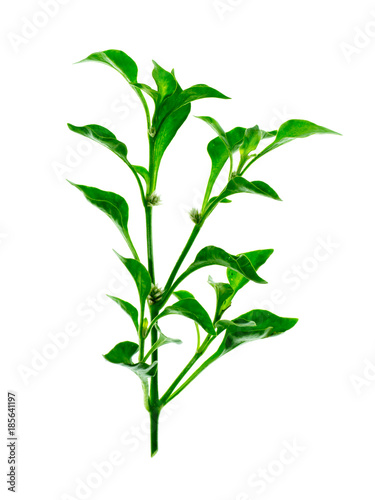 watercress leaf on white background.