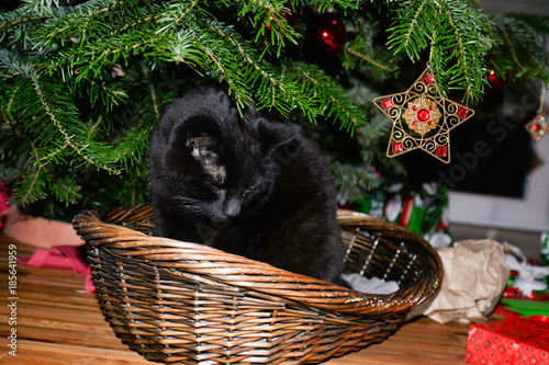 Black Cat under a Christmas Tree