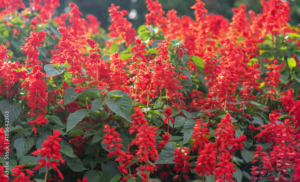 Red Salvia hatch in the afternoon sun with flowers bunched on the trunk like cannons. This is the flower that symbolizes Asian spring luck Red Salvia hatch in the afternoon sun with flowers bunched on the trunk like cannons. This is the flower that symbolizes Asian spring luck
