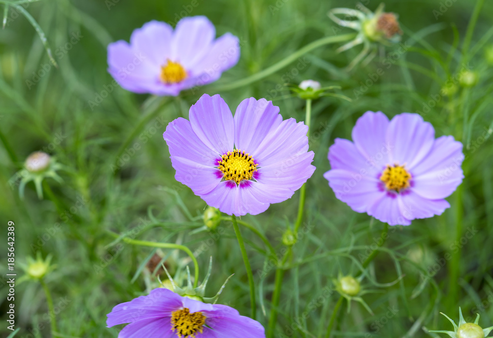 Close up cosmos bipinnatus flowers shine in the flower garden with colorful shimmering bonsai and beautiful. This flower is like stars sparkling in the sky Close up cosmos bipinnatus flowers shine in the flower garden with colorful shimmering bonsai and beautiful. This flower is like stars sparkling in the sky