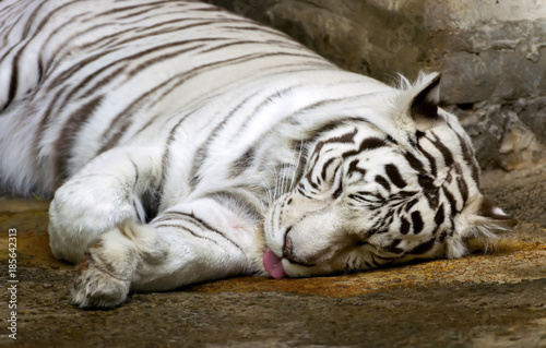 Fototapeta Naklejka Na Ścianę i Meble -  Bengali white tiger.