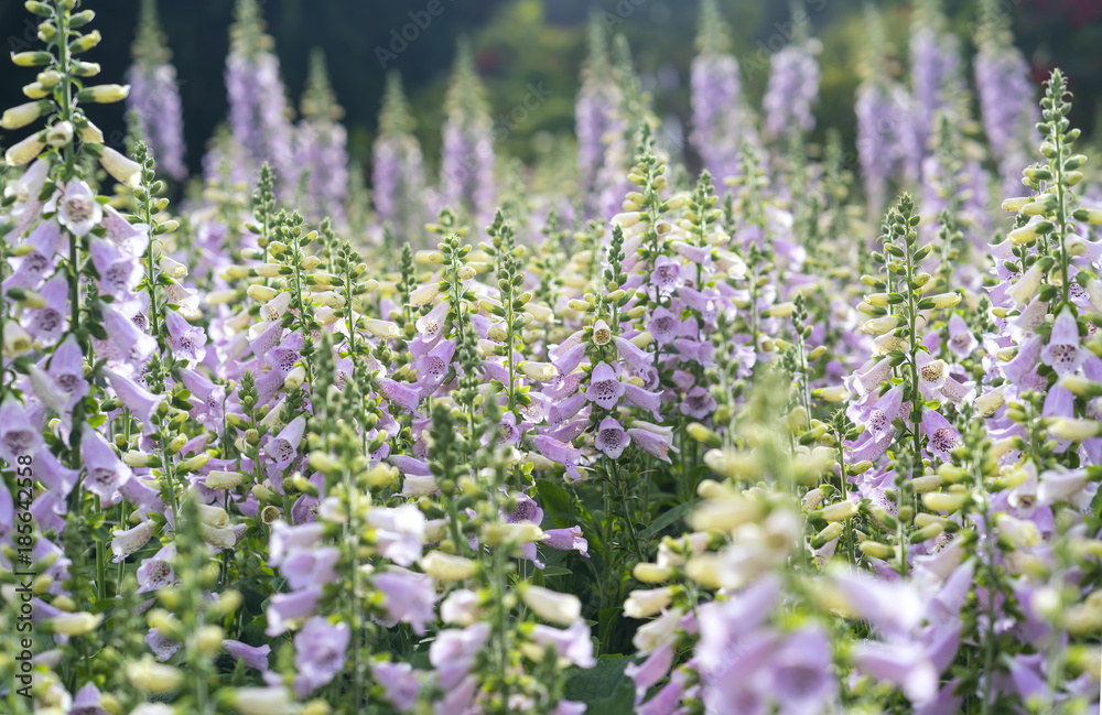 Fototapeta Digitalis or foxglove with mauve flowers with purple spots. Amazing flower background at festival in spring colorful bloom, beautiful blossom on branch of tree
