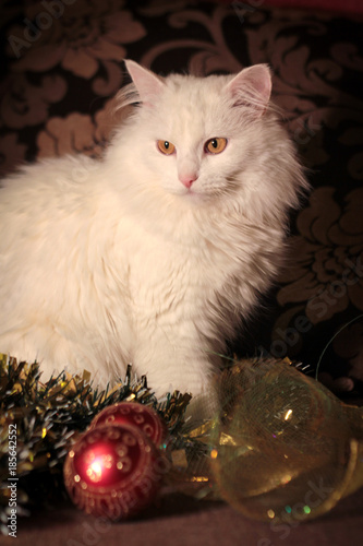 A white cat sits around the Christmas decorations. Cat is celebrating Christmas