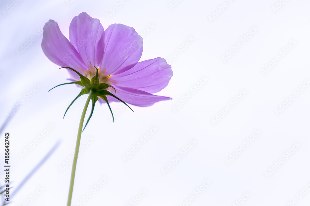 Close up cosmos bipinnatus flowers shine in the flower garden with colorful shimmering bonsai and beautiful. This flower is like stars sparkling in the sky