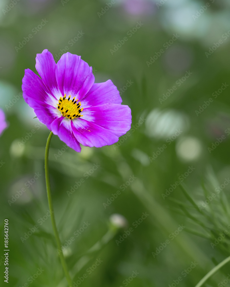 Close up cosmos bipinnatus flowers shine in the flower garden with colorful shimmering bonsai and beautiful. This flower is like stars sparkling in the sky Close up cosmos bipinnatus flowers shine in the flower garden with colorful shimmering bonsai and beautiful. This flower is like stars sparkling in the sky