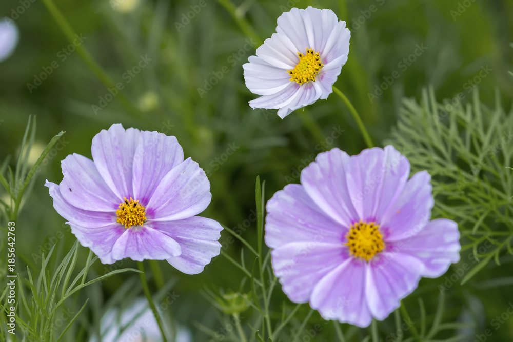 Close up cosmos bipinnatus flowers shine in the flower garden with colorful shimmering bonsai and beautiful. This flower is like stars sparkling in the sky Close up cosmos bipinnatus flowers shine in the flower garden with colorful shimmering bonsai and beautiful. This flower is like stars sparkling in the sky
