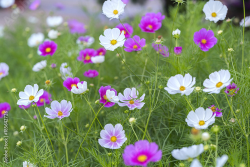 Fototapeta Naklejka Na Ścianę i Meble -  Cosmos bipinnatus flowers shine in the flower garden with colorful shimmering bonsai and beautiful. This flower is like stars sparkling in the sky
