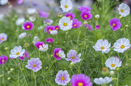 Cosmos bipinnatus flowers shine in the flower garden with colorful shimmering bonsai and beautiful. This flower is like stars sparkling in the sky © huythoai