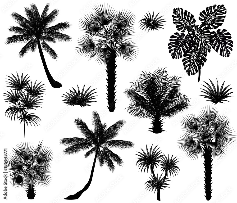 Tropical plants silhouettes (coconut palm, monstera, fan palm, rhapis). Set of hand drawn vector illustrations on white background.