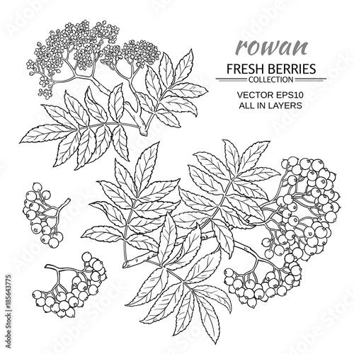 rowan vector set