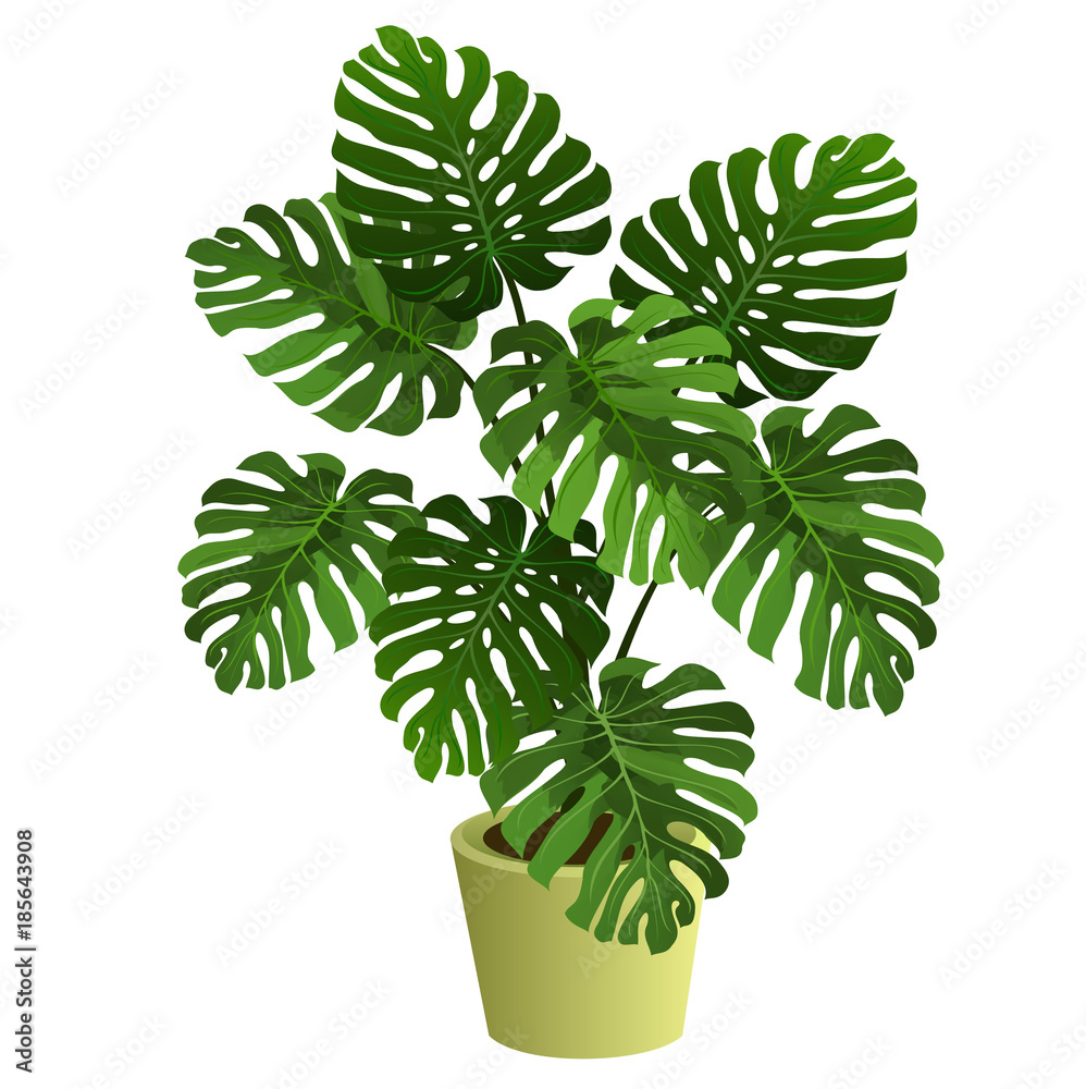 Monstera plant in pot. Hand drawn vector illustration on white background. Vector Adobe Stock