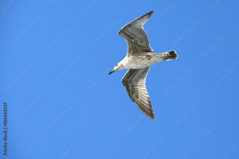 Seagull flying in sky Seagull flying in sky