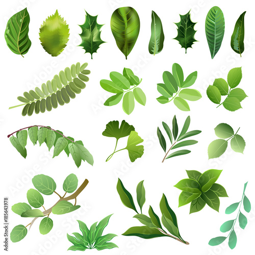 Set of green leaves of trees and bushes. Hand drawn vector illustrations on white background.