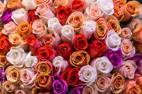 Beautiful bouquet of lots of colorful roses white red tea orange purple background close up