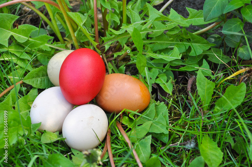 Traditional red Easter egg on different eggs in grass. Which egg is the best for painting