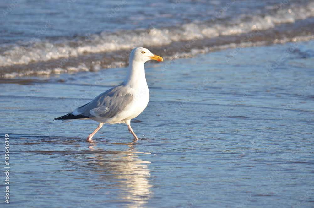 Seagull Seagull