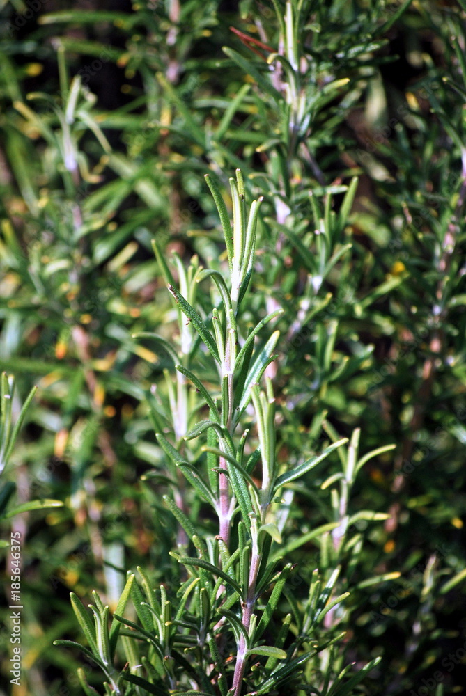 Fototapeta premium Fresh rosemary from the kitchen garden