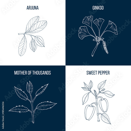 Set of four eatable and medicinal plants