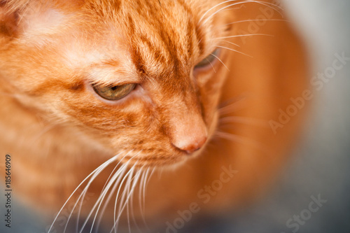 Red cat with interest looks away, emotion of pets, cat growls, toned, selective focus.