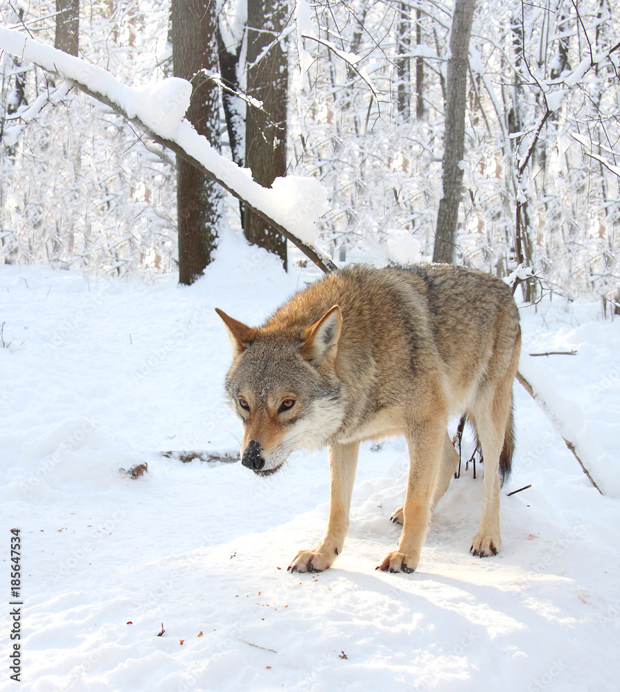 Fototapeta premium Wolf in the winter wood