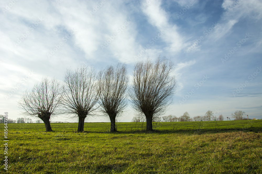 Row of willows growing on a green meadow Row of willows growing on a green meadow