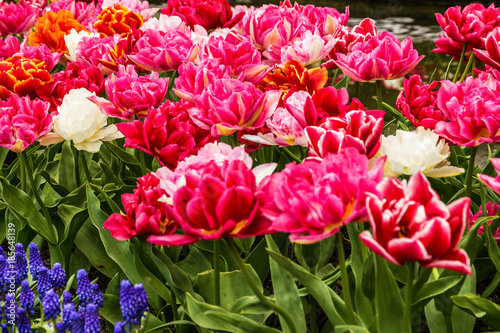 Flower park in Holland  tulip field  Netherlands  Keukenhof