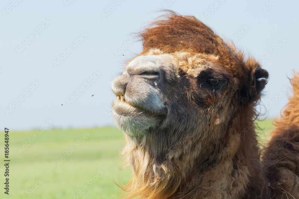 Portrait big and sad camel with a drop of tears in his eye. Reservation Askania Nova, Ukraine