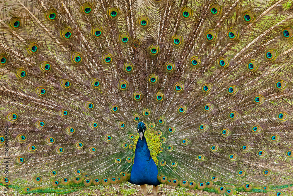 Naklejka premium Beautiful bird male peacock close up. Shot made in Reservation Askania Nova, Ukraine