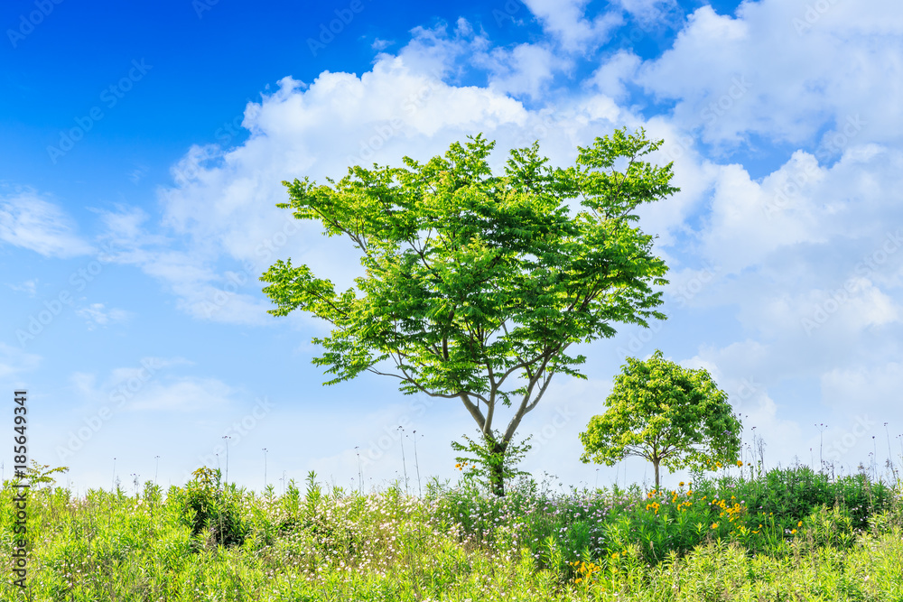 Obraz premium green tree grows in the park