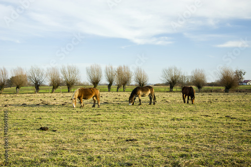 Three grazing horses in the pasture