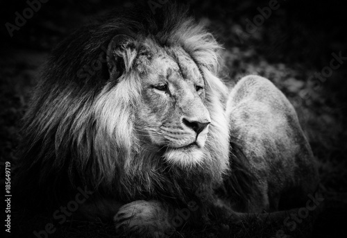 Portrait of huge beautiful male African lion against black background  in the ZOO BLACK WHITE