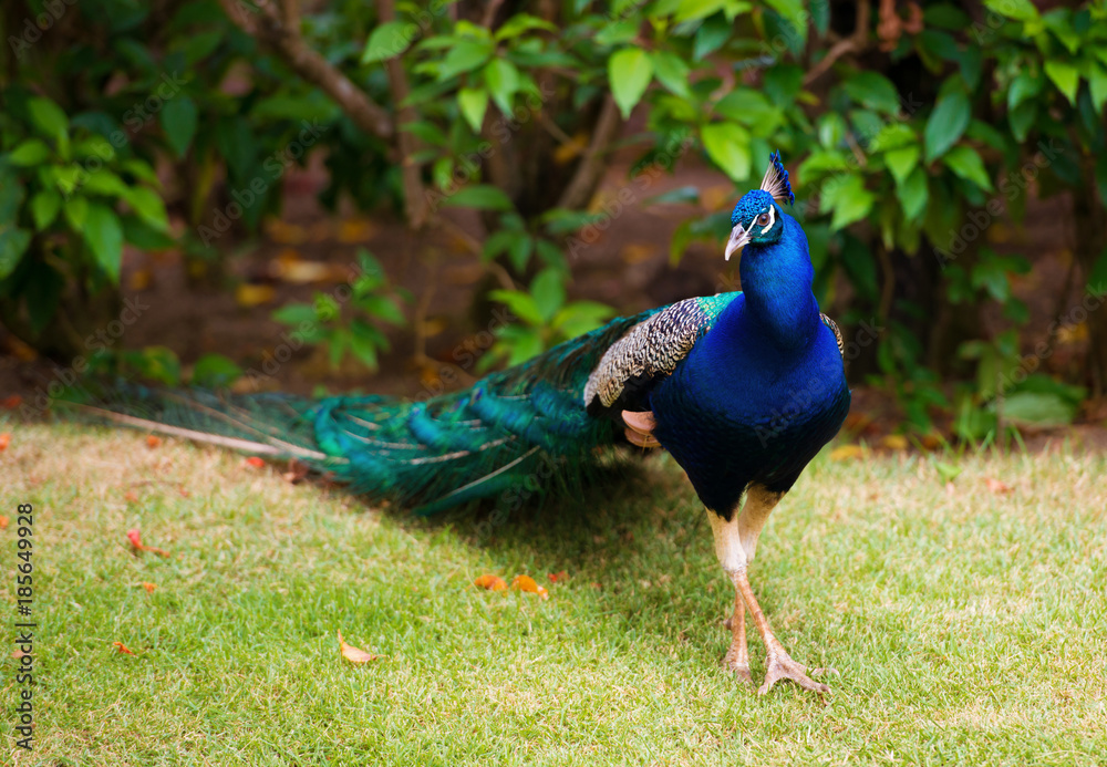 Fototapeta premium Portrait of a peacock with a loose tail.
