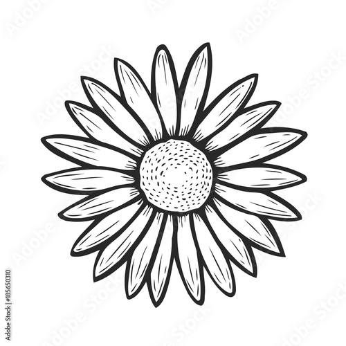 Camomile flower hand drawn
