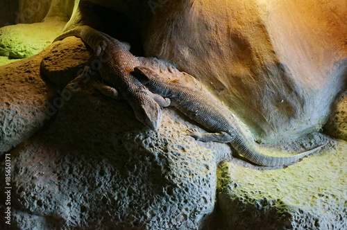 Two lizards  Tropiduridae  rest in the terrarium.