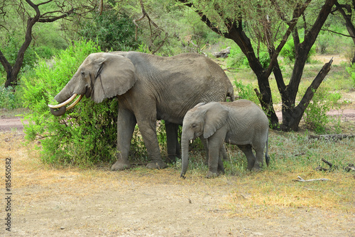 African elephants in Lake Manyara National Park Tanzania