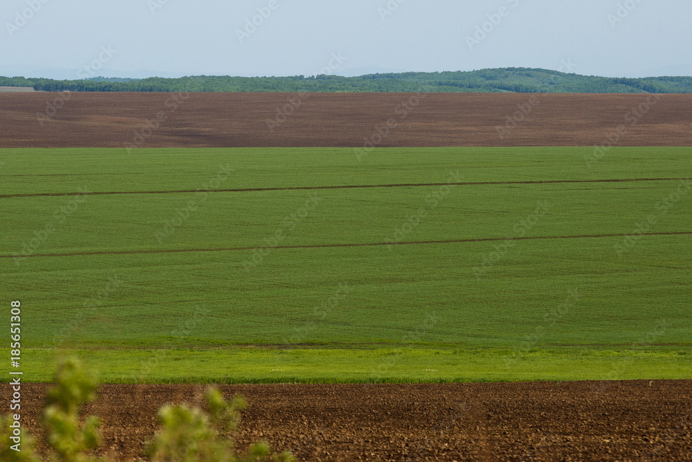 Agricultural fields in summer. The sown fields are wheat. Combine and tractor harvest.