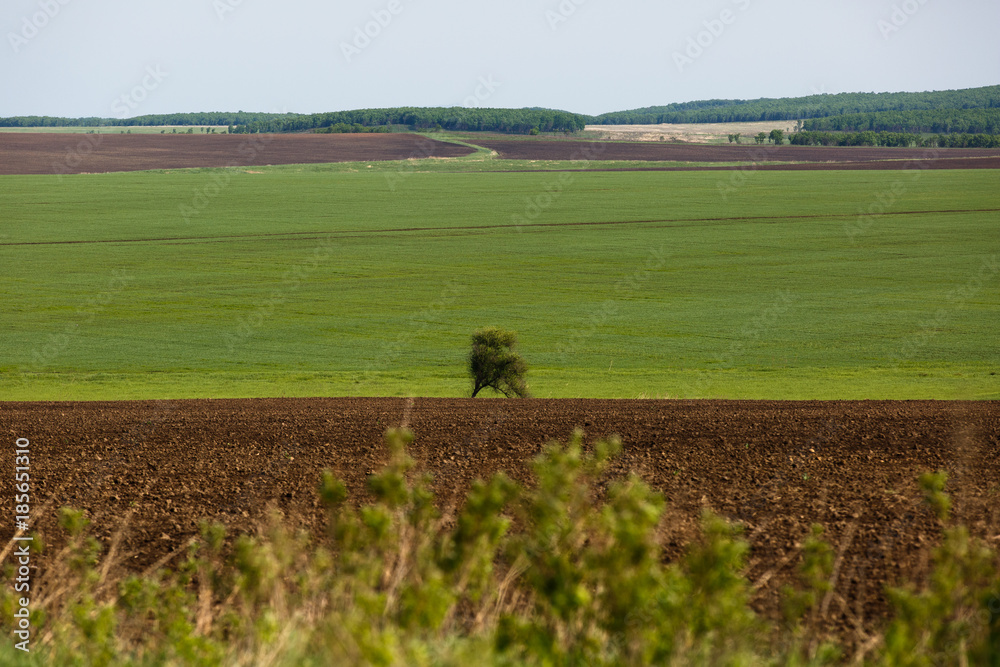 Agricultural fields in summer. The sown fields are wheat. Combine and tractor harvest.