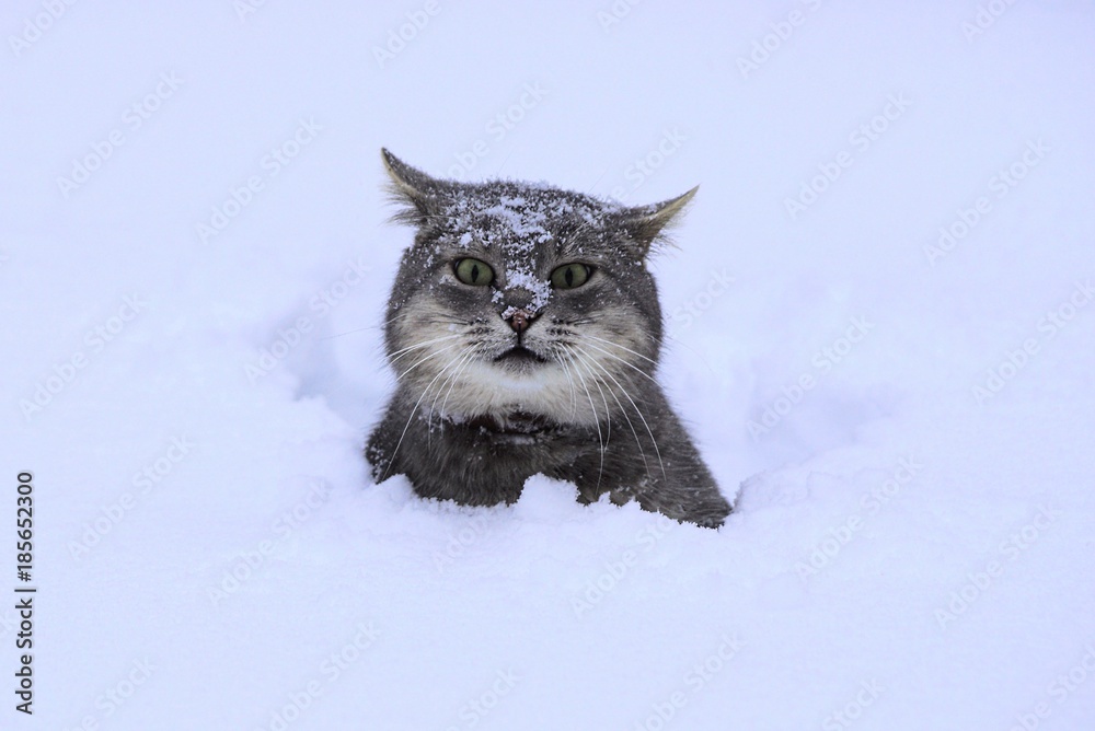 серый кот сидит в белом сугробе снега Stock Photo | Adobe Stock