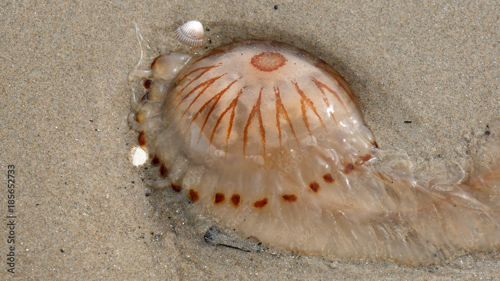 Medusa sulla spiaggia del mare di Wadden