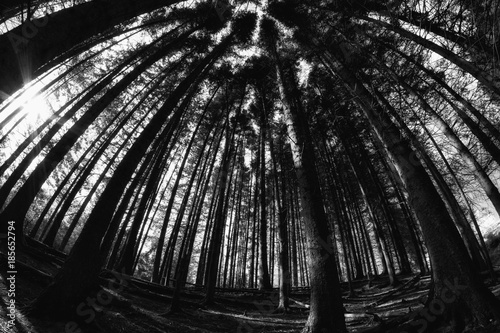 Dark ominious woods photo