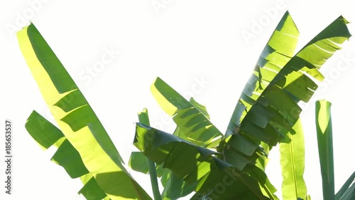 banana leaf / banana leaves