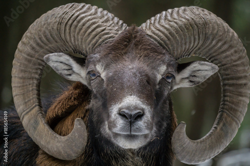 Photography Mufflon im Wald